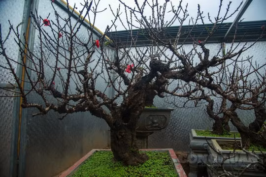 Đào Thất Thốn "nằm điều hòa" chờ nở hoa đúng dịp Tết Nguyên đán