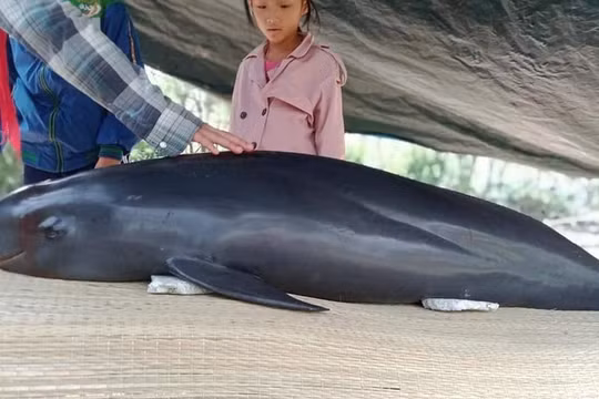 Quảng Nam: Phát hiện cá heo nặng 50kg trôi dạt vào bờ biển