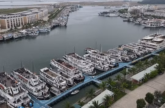 Doanh nghiệp kinh doanh tàu biển du lịch hy vọng khôi phục hoạt động