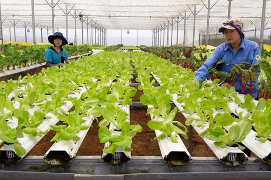 Lâm Đồng hướng đến là trung tâm nghiên cứu, sản xuất nông nghiệp công nghệ cao tầm quốc gia và quốc tế