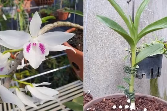 Phải xác minh về nguồn tiền thực hiện giao dịch mua bán hoa lan giá trị cao