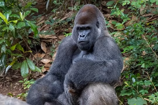 Phát hiện 13 con khỉ đột ở Mỹ nhiễm Covid-19 chưa rõ nguồn lây