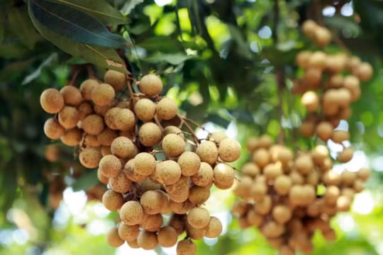 Hưng Yên: Tìm giải pháp tiêu thụ nhãn lồng và các sản phẩm nông sản
