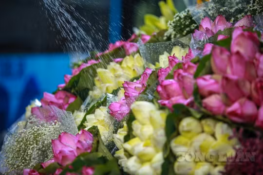 Hà Nội: Mùa hạ về, sen đầu mùa rong ruổi khắp phố phường