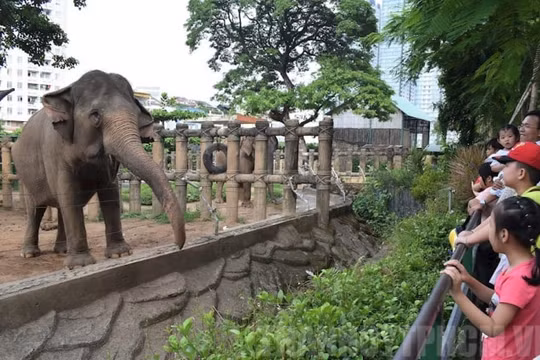 Đề xuất gần 24 tỷ đồng hỗ trợ cho người lao động và thú nuôi tại Thảo cầm viên