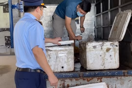 Phú Thọ: Vận chuyển 200 kg nội tạng hôi thối, chủ xe bị phạt… 10 triệu đồng