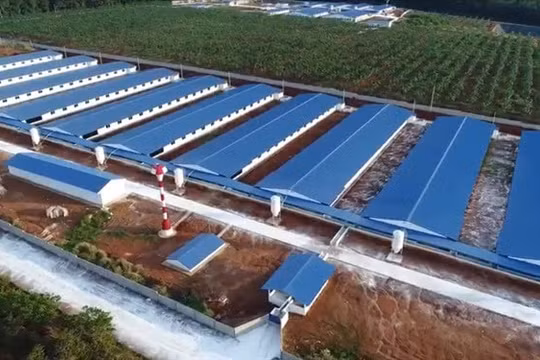 Chăn nuôi BaF Việt Nam: Muốn lên sàn niêm yết, đột ngột báo lãi gấp 10 lần cùng kỳ