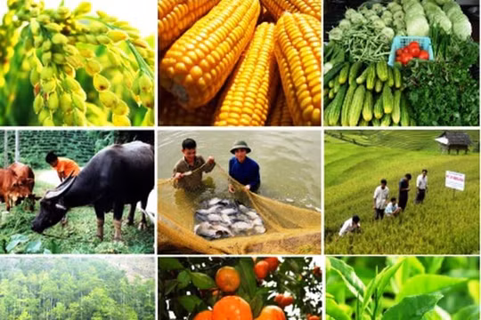 Trong đại dịch, nông nghiệp trở thành "trụ đỡ" của nền kinh tế