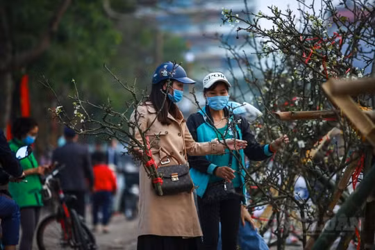Hà Nội: Hoa lê rừng xuống phố giá gần chục triệu đồng vẫn tấp nập người hỏi mua