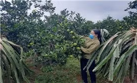 Những triệu phú nông dân ở miền Tây Thanh Hóa