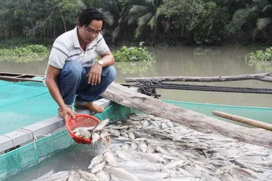 Bình Dương: Xác minh nguyên nhân cá chết trên sông ở Dầu Tiếng