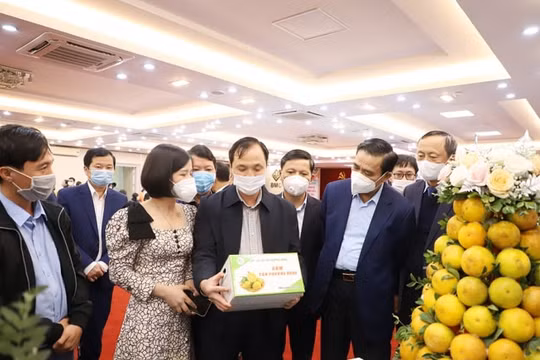 Mở lối tiêu thụ cam Hà Tĩnh qua các kênh phân phối hiện đại