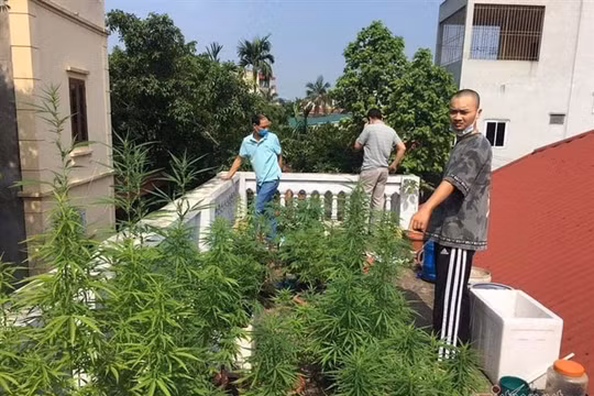 Trồng 26 cây cần sa trên nóc nhà, nam thanh niên bị xử phạt