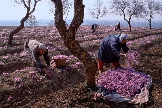 Nhụy hoa đắt đỏ được thu hoạch thế nào để có giá hàng trăm triệu đồng 1kg