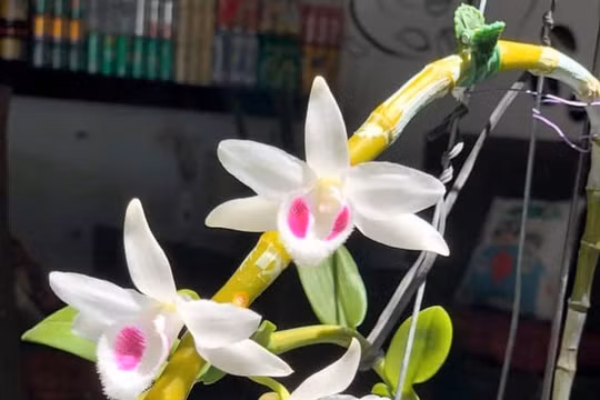 Cặp vợ chồng ăn "quả đắng" khi mua lan đột biến