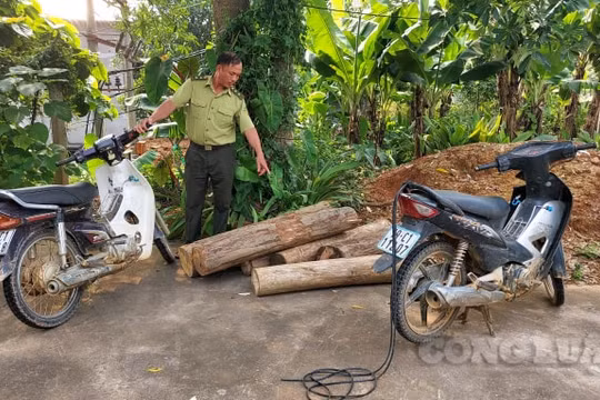 Thanh Sơn (Phú Thọ): Thất nghiệp do Covid-19, ba đối tượng đi chặt phá rừng phòng hộ kiếm lời