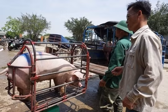 Giá heo hơi hôm nay 28/1: Tăng nhẹ tại khu vực phía Nam