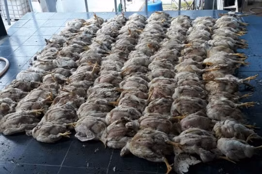 Không thể xuất chuồng, người dân nhặt hàng trăm con gà đem đốt mỗi ngày