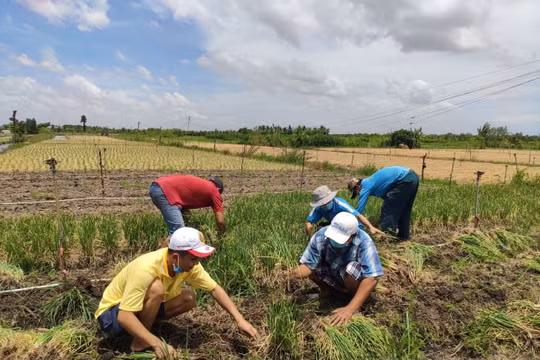Chàng trai miền Tây lái xe cứu thương miễn phí, chở rau củ hỗ trợ bà con nghèo