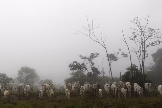 Trước nguy cơ lây nhiễm bệnh “bò điên” tại Brazil, 14.000 con bò sắp cập cảng Việt Nam
