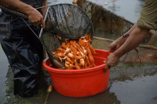 Phú Thọ: Làng Thủy Trầm tất bật bắt cá chép đỏ trước ngày ông Công, ông Táo