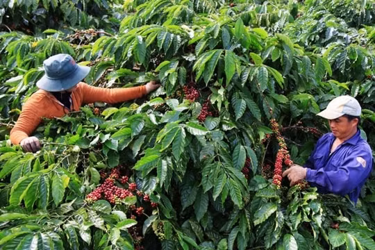 Giá cà phê hôm nay 3/2: Tăng nhẹ tại thị trường trong nước