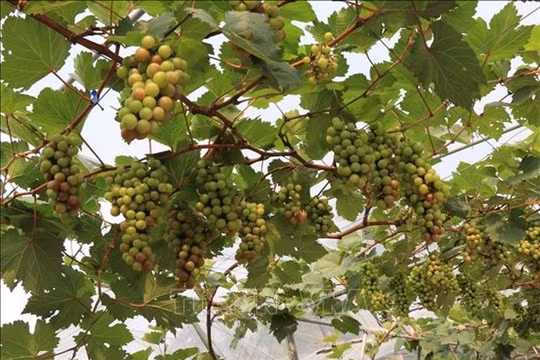Bắc Ninh: Hiệu quả kinh tế cao từ việc trồng nho không hạt