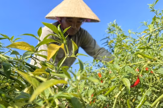 Ớt đỏ đồng, nông dân Hà Tĩnh 'đỏ mắt' chờ người mua