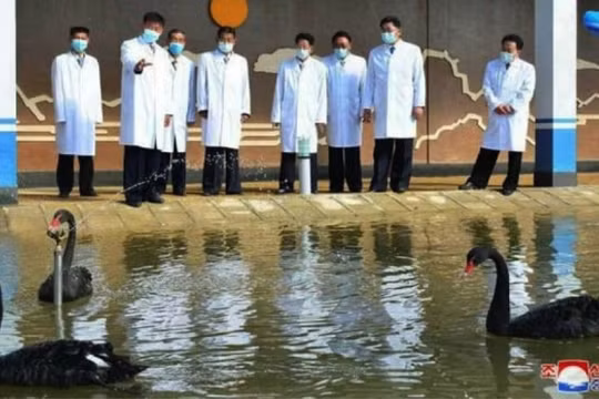 Triều Tiên nuôi thiên nga đen, in phiếu giải quyết khó khăn lương thực
