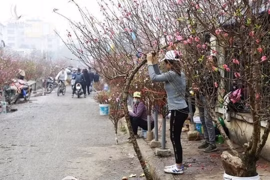 “Đào rừng” tự trồng, người dân được quyết định việc khai thác