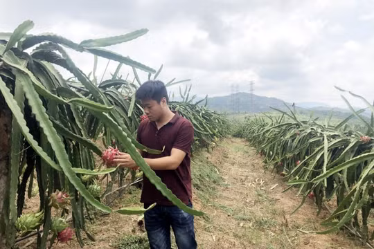 Uông Bí (Quảng Ninh): Tái cơ cấu nông nghiệp tại 7 vùng sản xuất nông nghiệp tập trung