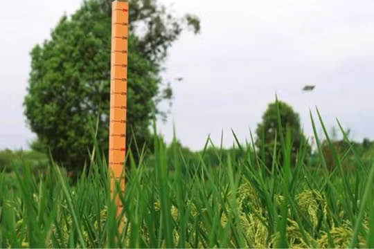 Xôn xao Trung Quốc trồng thành công giống lúa “khổng lồ” cao 2m