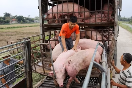 Giá heo hơi hôm nay 23/1: Ba miền đồng loạt chững giá