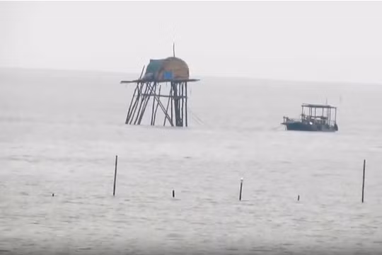 Giải pháp nào để đảm bảo quyền lợi cho người nuôi ngao?