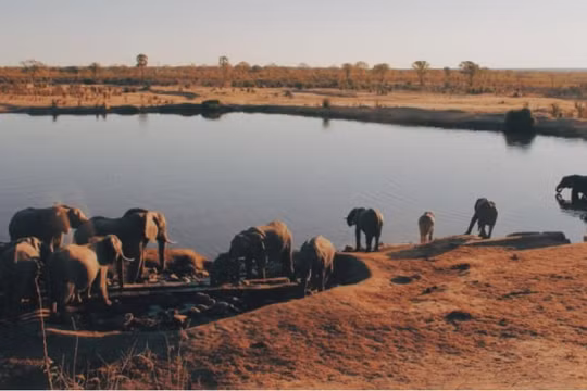 Một tổ chức phi chính phủ kiện Chính phủ Zimbabwe vì bán voi sang Trung Quốc