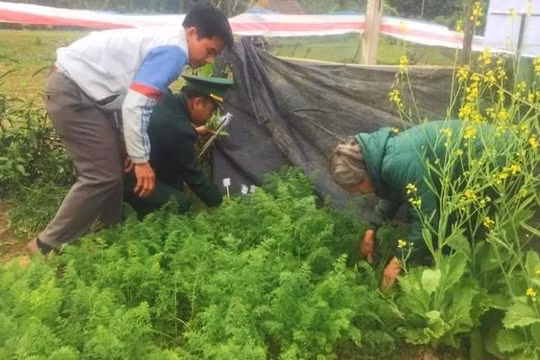 Hà Tĩnh: Phát hiện hộ dân trồng cây thuốc phiện trong vườn nhà