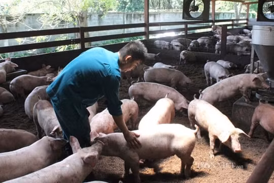 Giá heo hơi hôm nay 26/2: Đà giảm đã chững lại