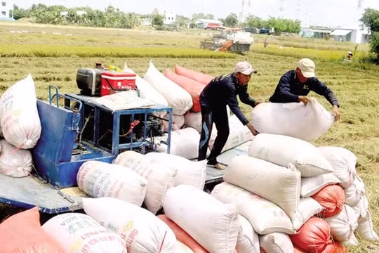 Ngân hàng Nhà nước yêu cầu các ngân hàng hỗ trợ thu mua, tạm trữ thóc gạo