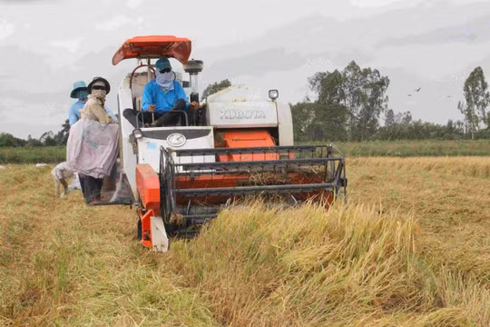 Tháo gỡ khó khăn trong tiêu thụ lúa gạo