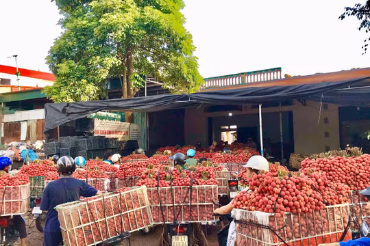 Quản lý thị trường tỉnh thanh Hoá hỗ trợ tiêu thụ 115 tấn vải thiều Bắc Giang