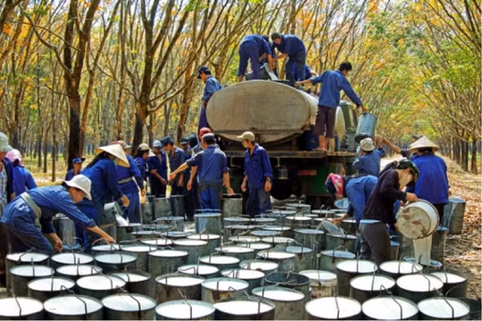 Lợi nhuận Công ty mẹ Cao su Phước Hoà (PHR) giảm 86% trong quý 2
