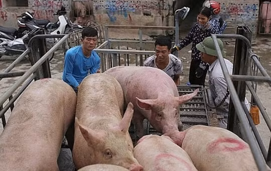 Giá heo hơi hôm nay 11/1: Đi ngang, dao động từ 74.000 - 82.000 đồng/kg