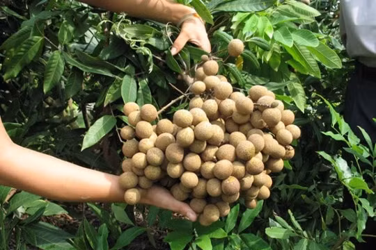 Nhãn chín chỉ 13.000 đồng/kg, Hà Nội kêu gọi người dân hỗ trợ tiêu thụ