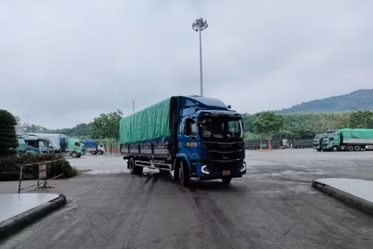Lào Cai: Xuất khẩu 3.000 tấn quả chuối tươi sang thị trường vùng tây nam Trung Quốc