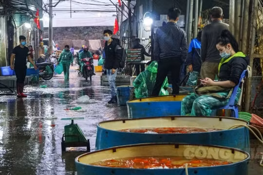 Đìu hiu ngày Tết ông Công ông Táo 23 tháng Chạp