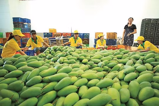 SOFRI lai tạo ra nhiều giống cây ăn quả mới