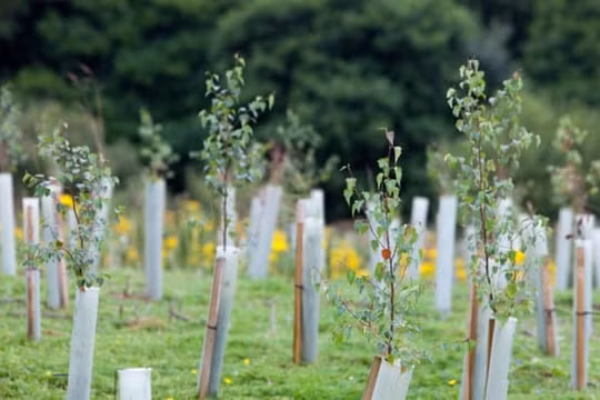 Oxfam cảnh báo hy vọng tái trồng rừng đe dọa an ninh lương thực toàn cầu