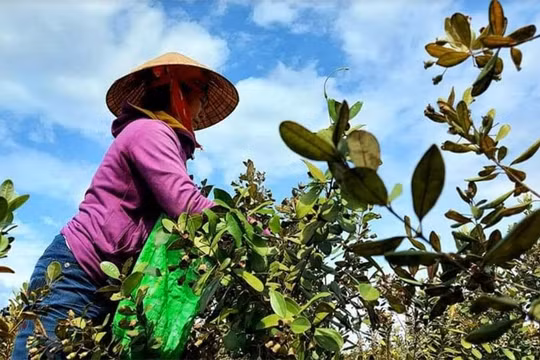 Hiệu quả từ mô hình trồng sim trên vùng cao