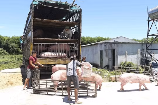 Xử lý nghiêm hoạt động buôn bán, vận chuyển lợn, sản phẩm từ lợn không rõ nguồn gốc