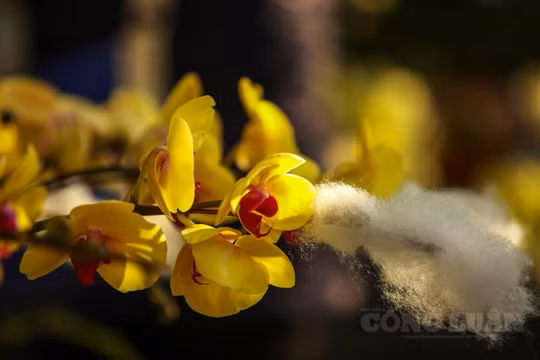 Lan Hồ Điệp "nữ hoàng của các loài hoa lan" vượt hơn 1000 km ra Hà Nội phục vụ Tết Nguyên đán